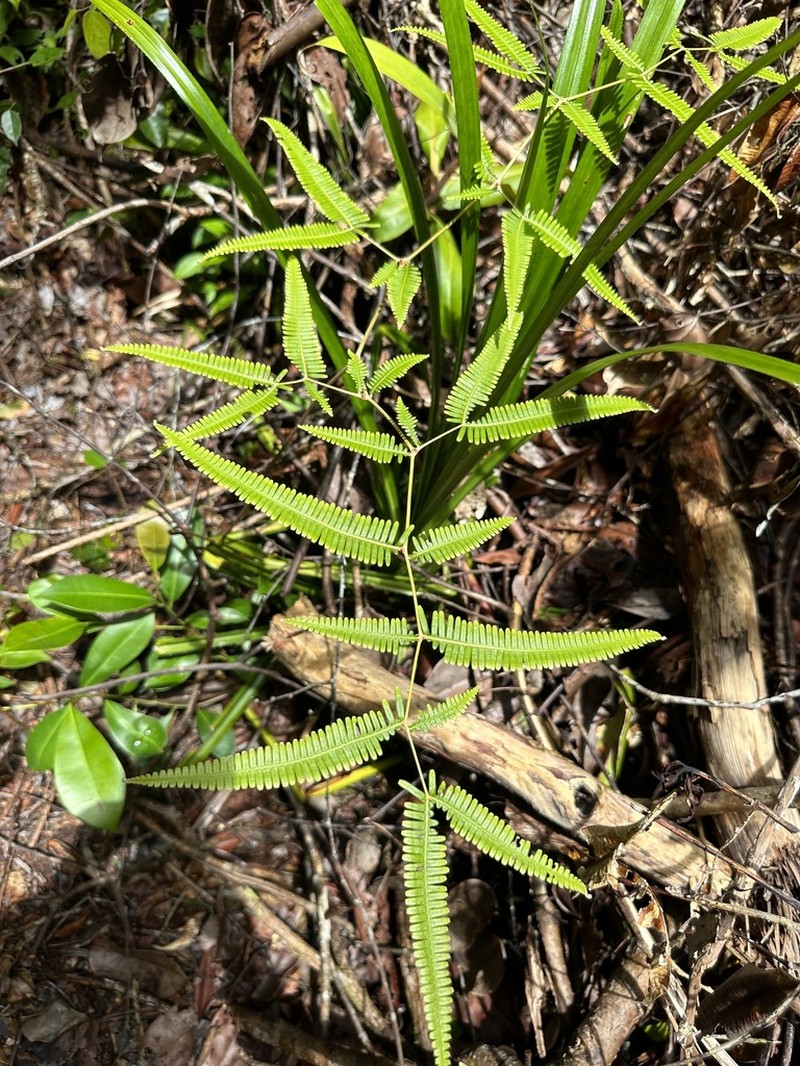 Dicranopteris speciosa