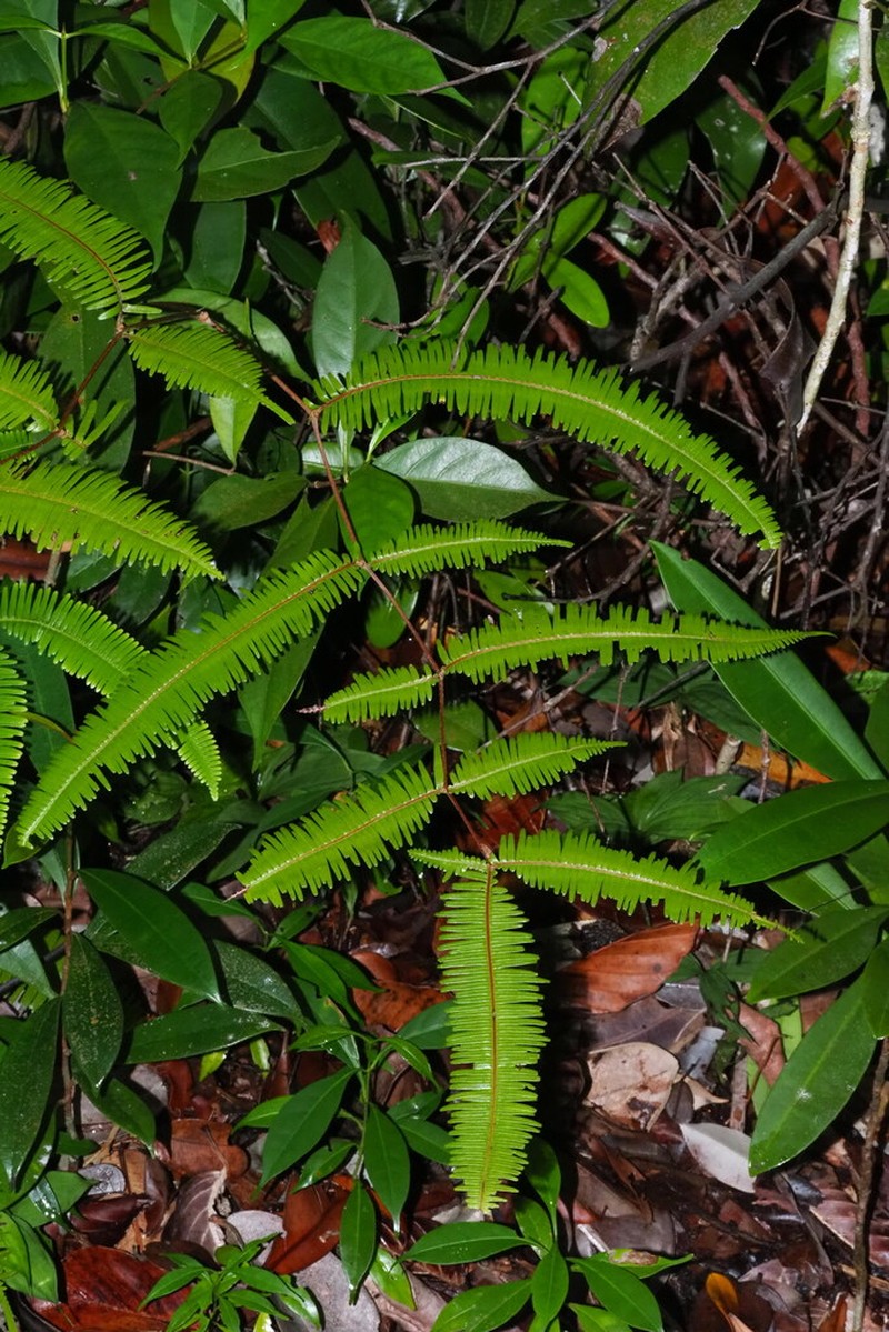 Dicranopteris speciosa photo 2