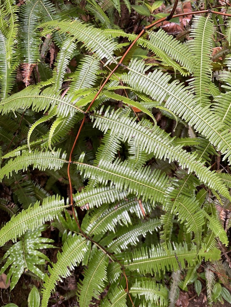 Dicranopteris speciosa photo 3