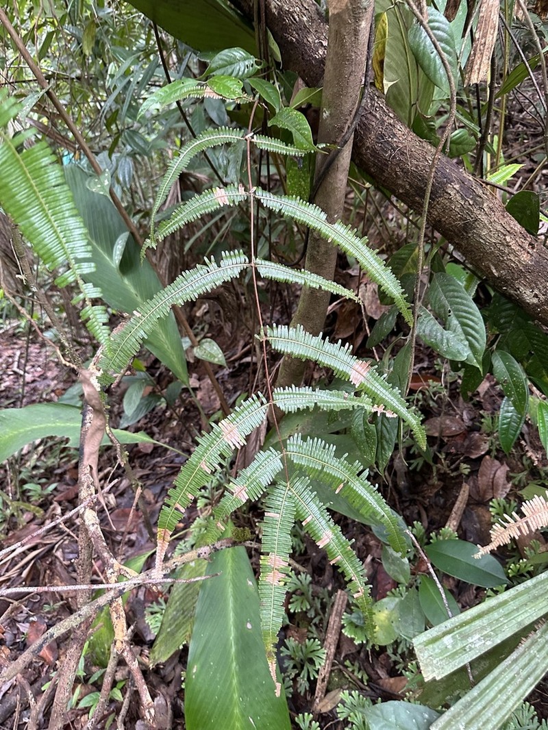 Dicranopteris speciosa photo 4