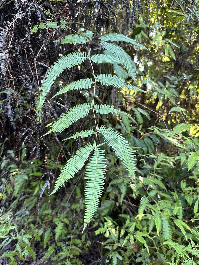 Dicranopteris speciosa photo 5