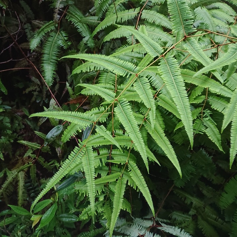 Dicranopteris speciosa photo 6