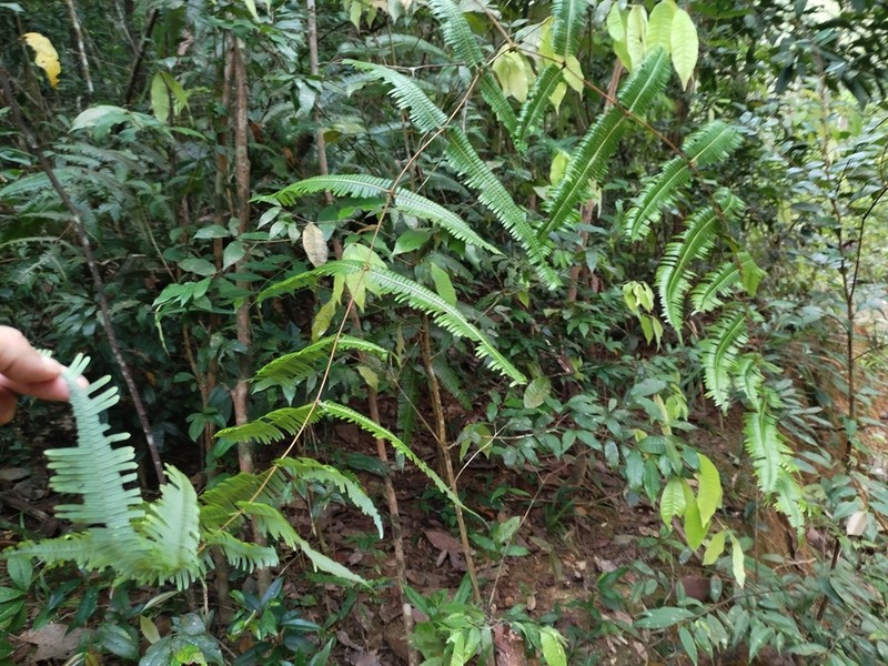 Dicranopteris speciosa photo 7