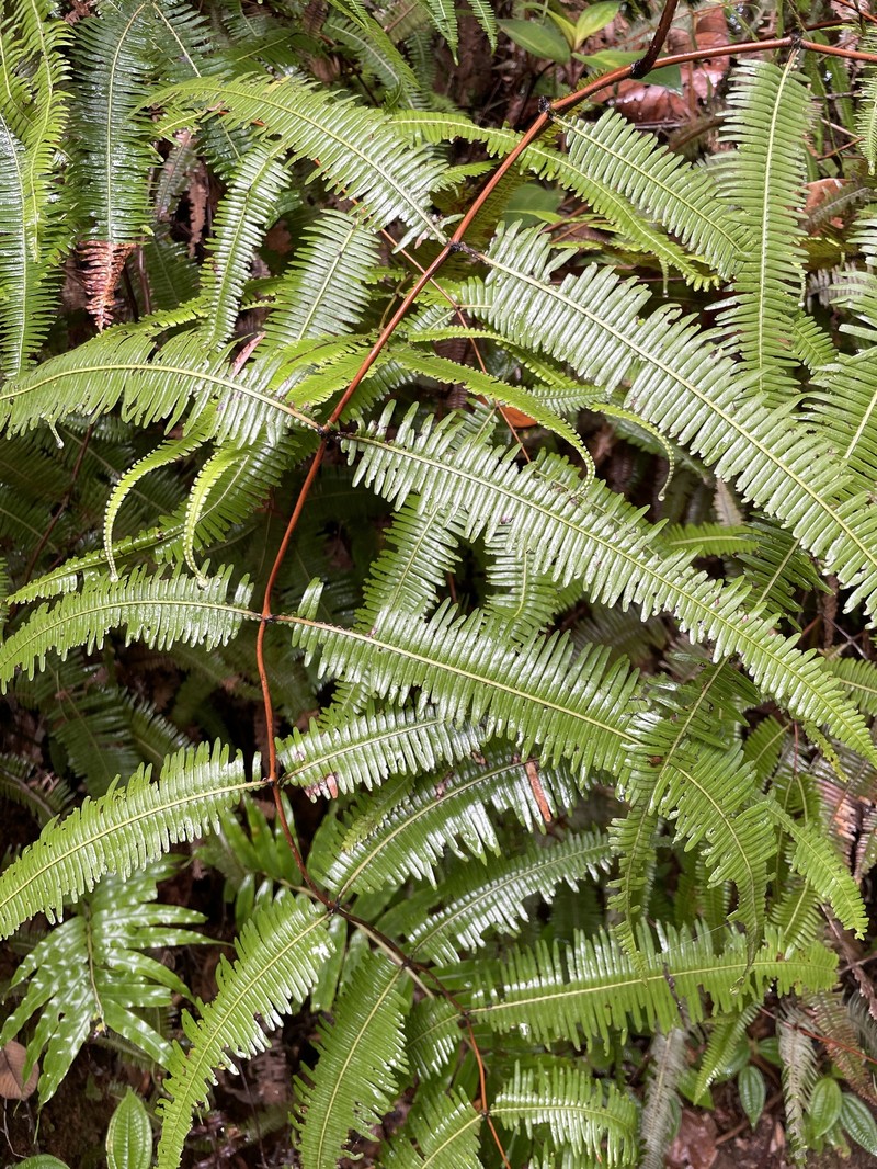 Dicranopteris speciosa photo 8