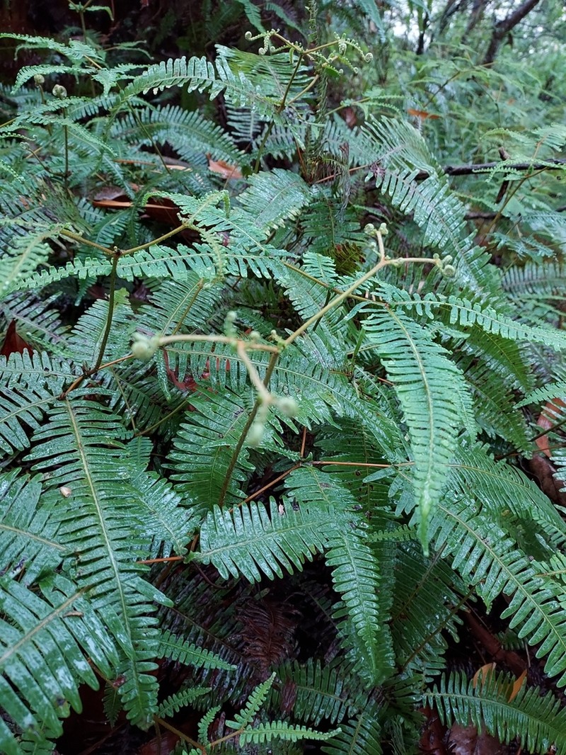 Dicranopteris splendida
