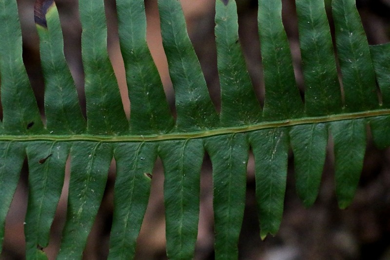 Dicranopteris splendida photo 2