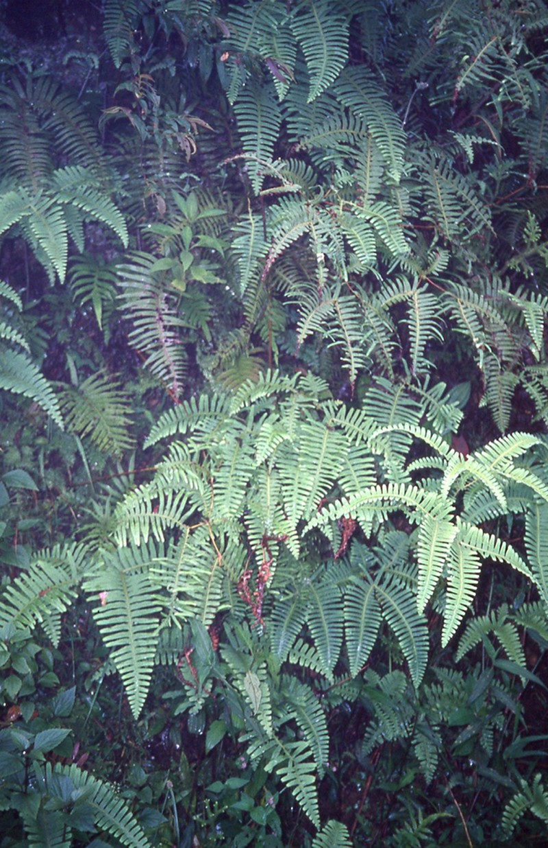 Dicranopteris splendida photo 4