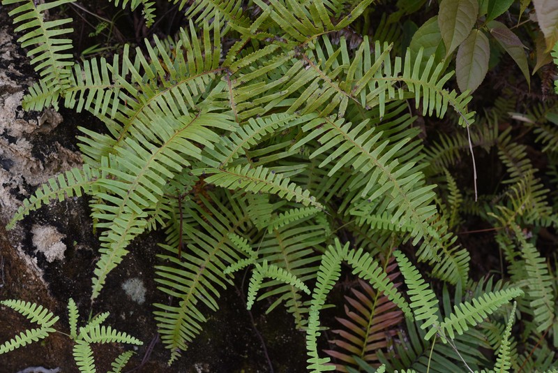 Dicranopteris splendida photo 5