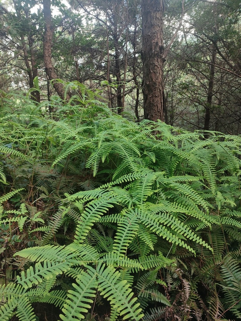 Dicranopteris splendida photo 6