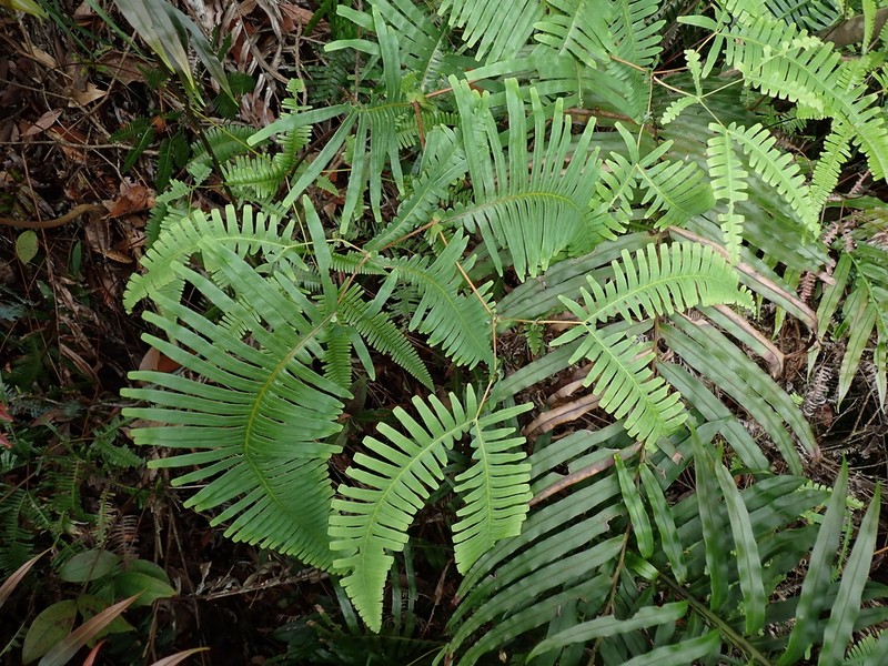 Dicranopteris splendida photo 7
