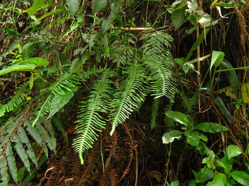 Dicranopteris splendida photo 8