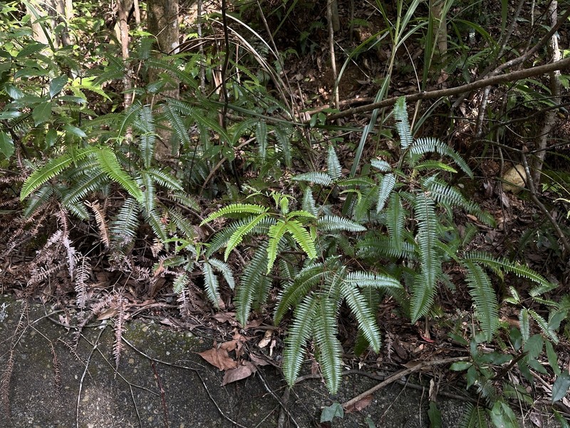 Dicranopteris subpectinata