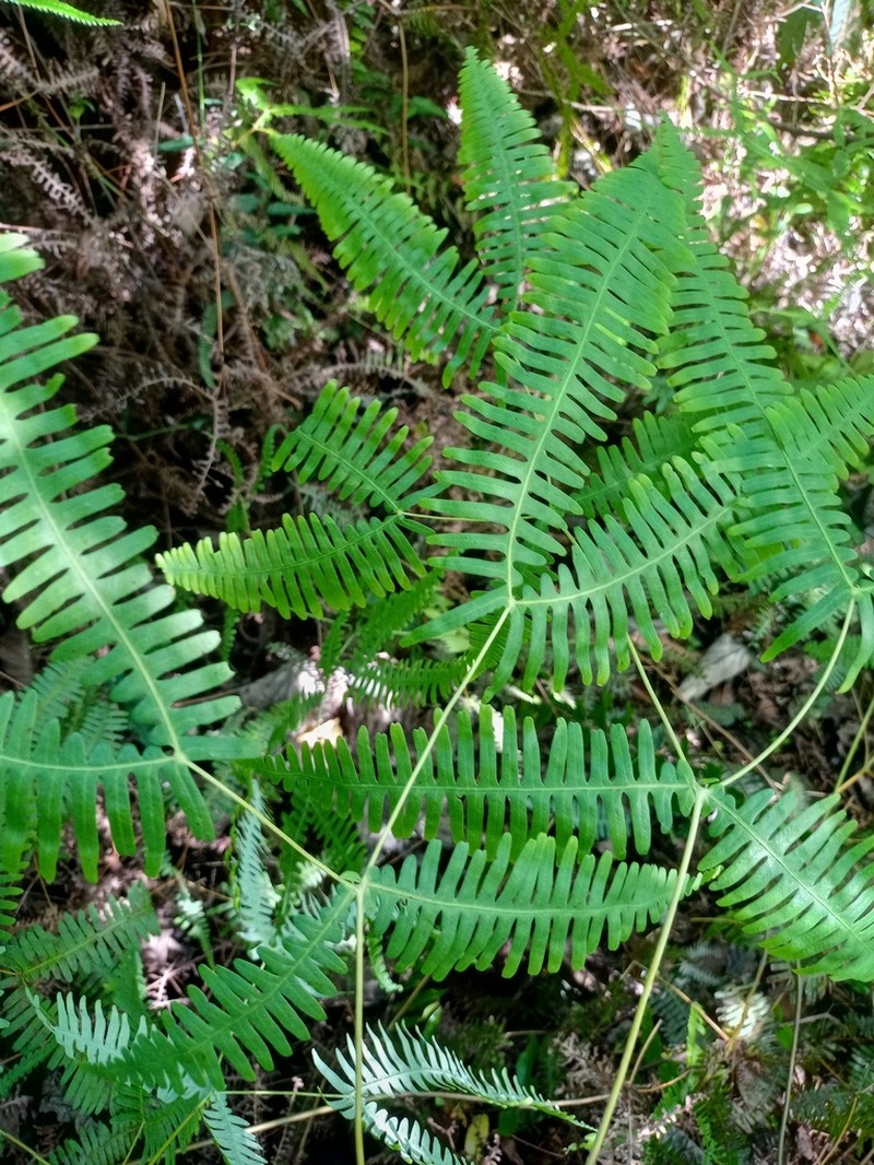 Dicranopteris subpectinata photo 2