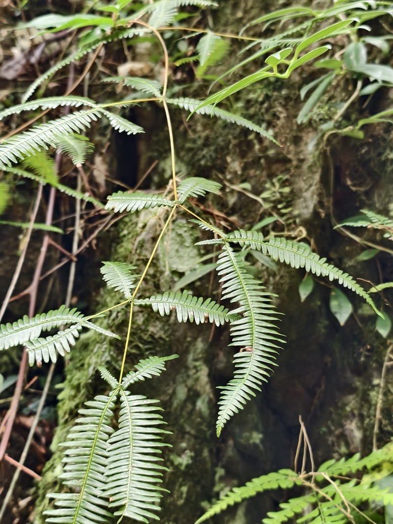 Dicranopteris subpectinata photo 3