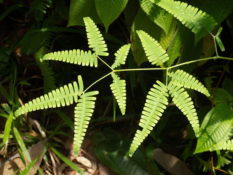Dicranopteris subpectinata photo 4