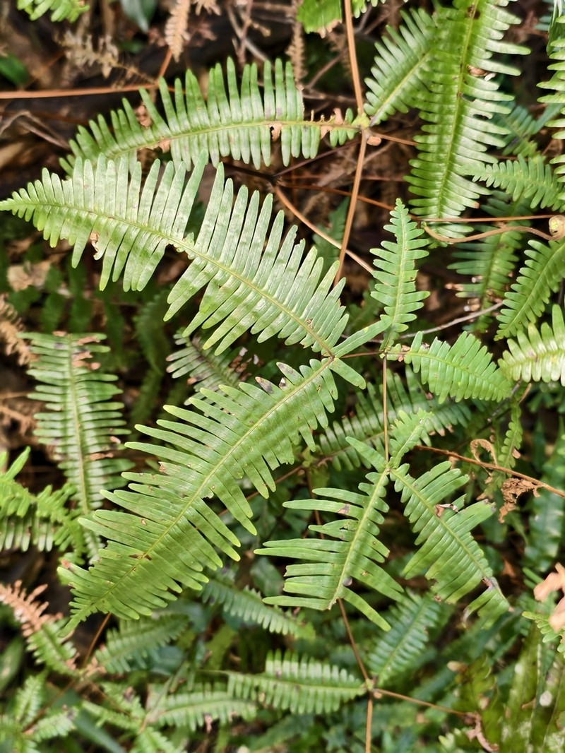 Dicranopteris subpectinata photo 5