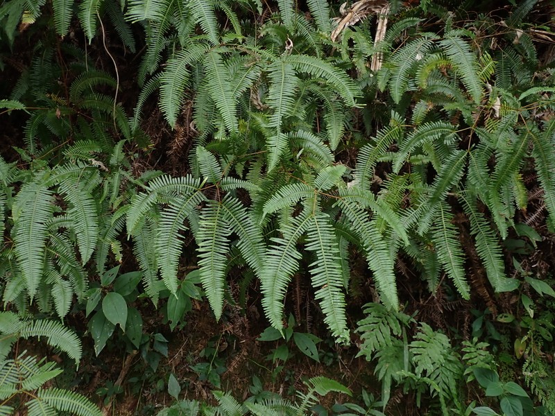 Dicranopteris subpectinata photo 6