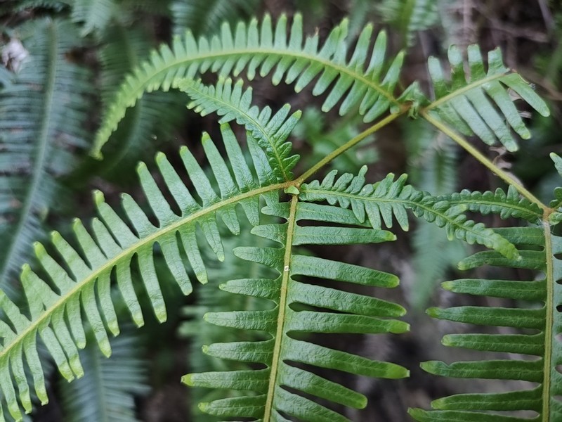 Dicranopteris subpectinata photo 7