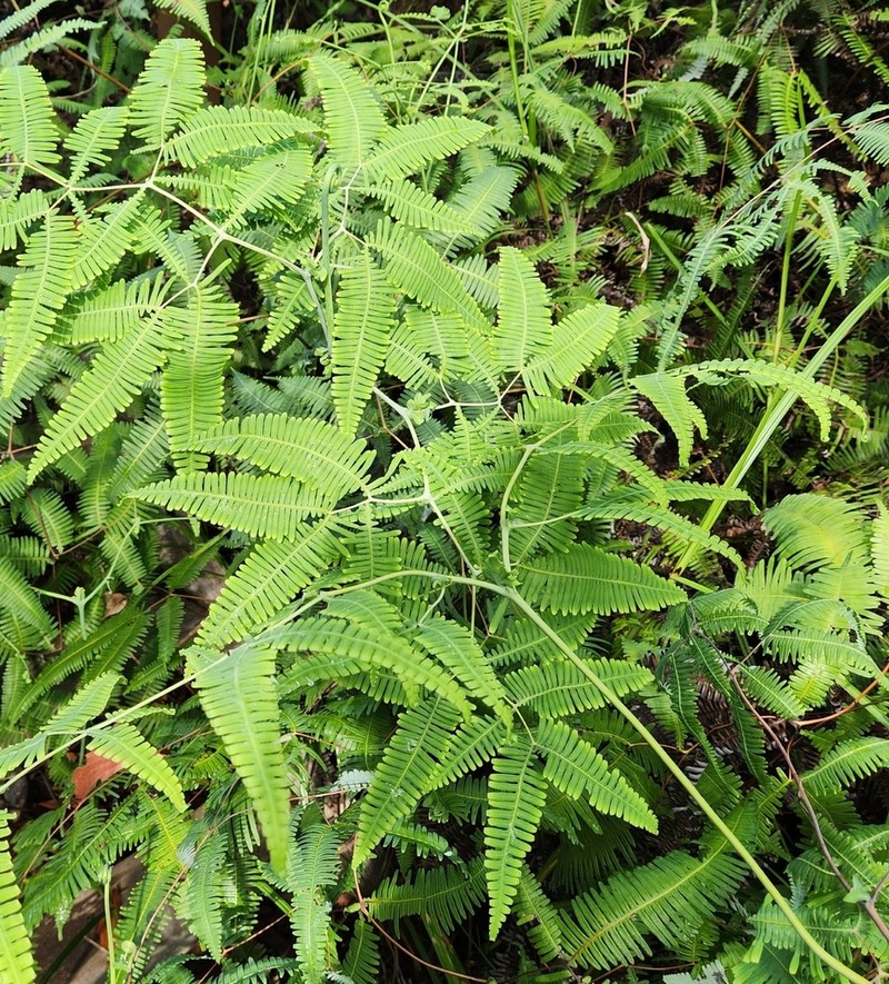 Dicranopteris subpectinata photo 8