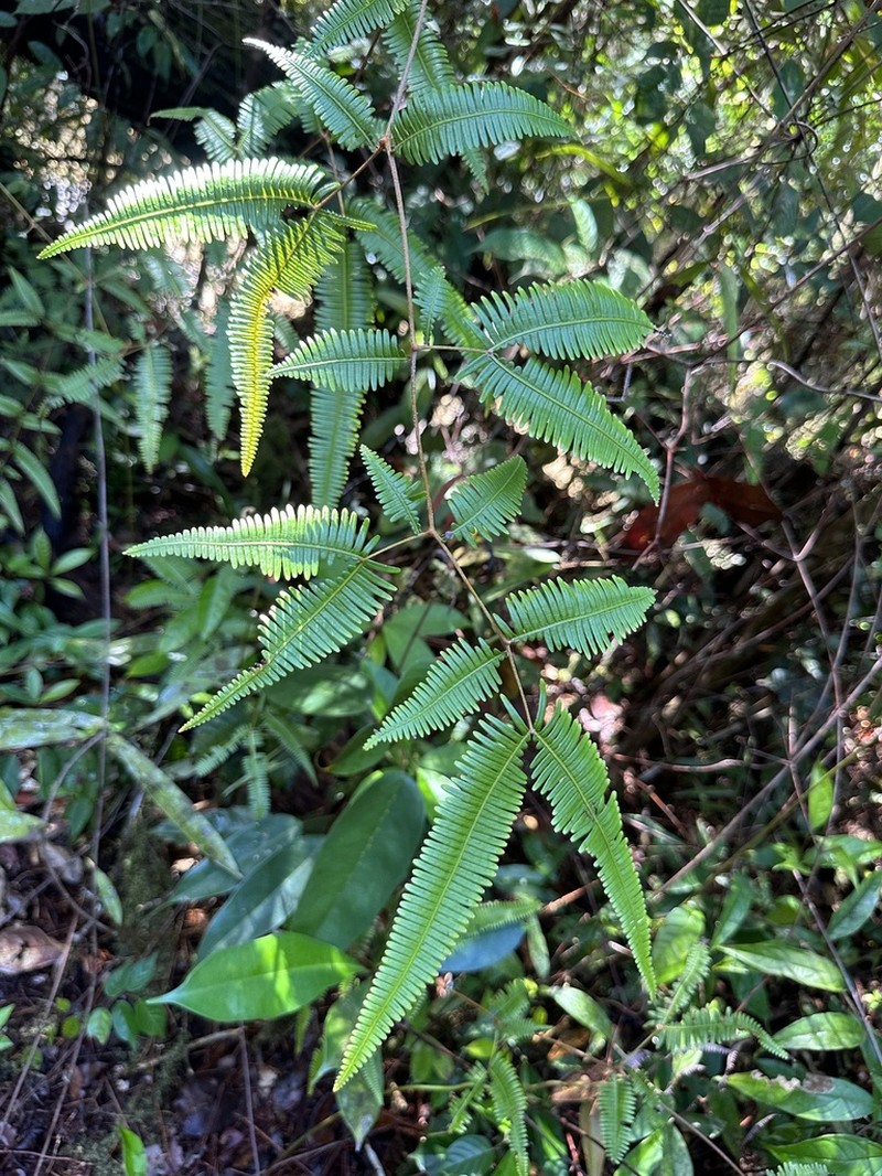 Dicranopteris subspeciosa