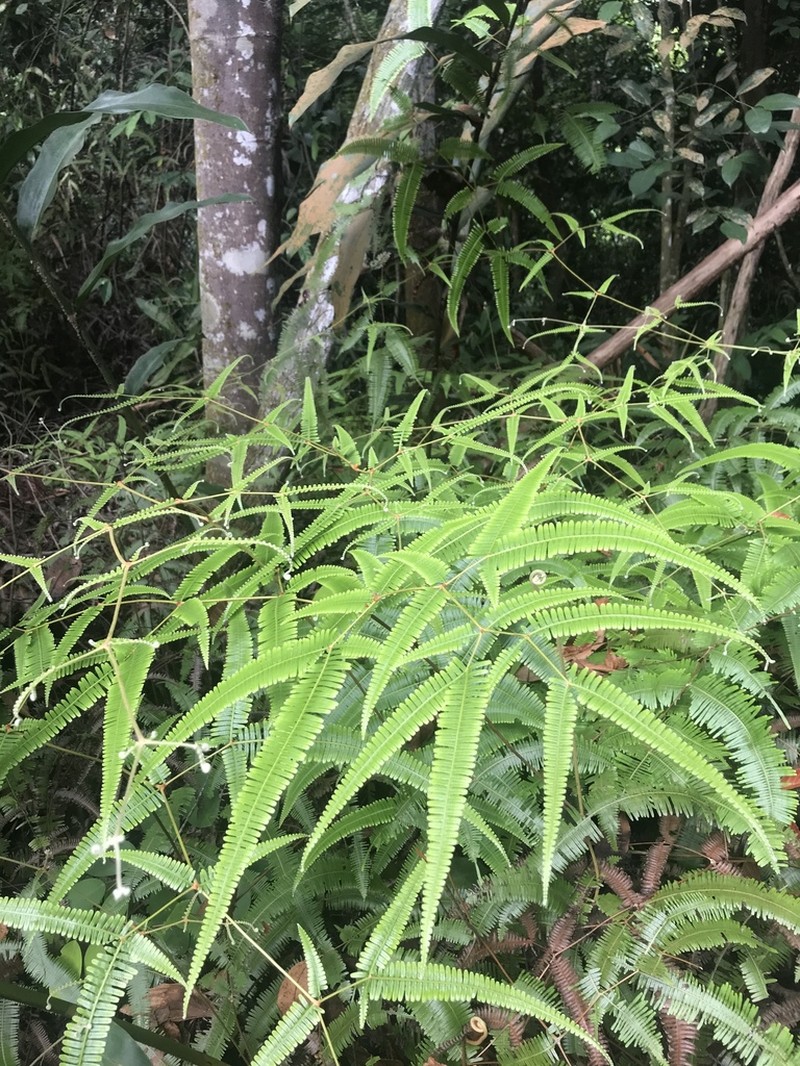 Dicranopteris subspeciosa photo 2