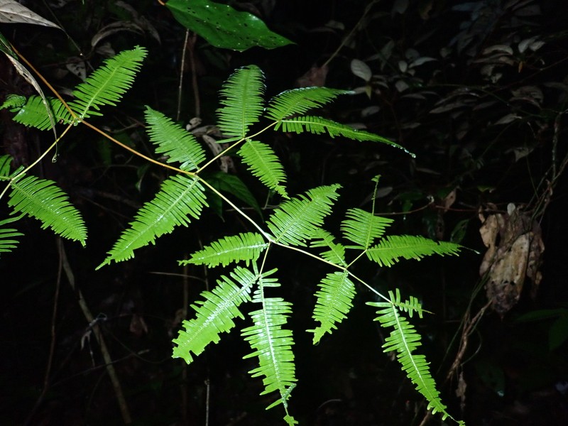 Dicranopteris subspeciosa photo 5