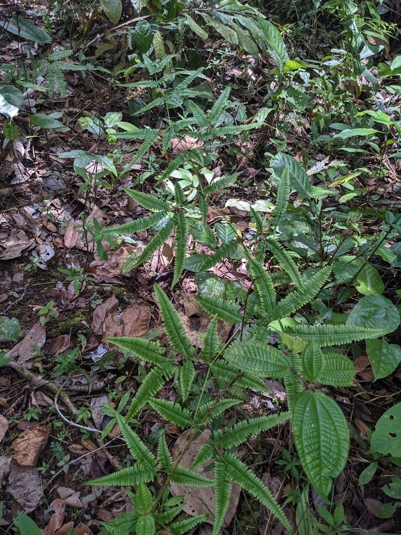 Dicranopteris subspeciosa photo 6