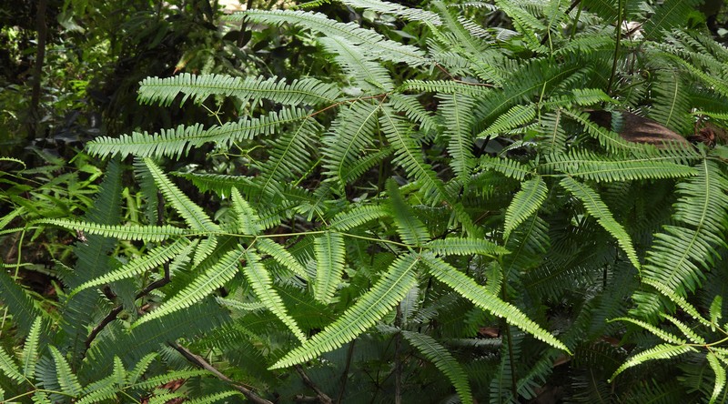 Dicranopteris subspeciosa photo 7