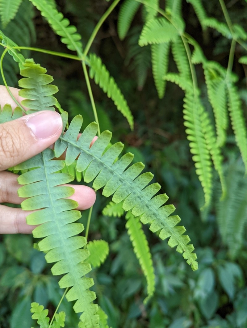 Dicranopteris taiwanensis