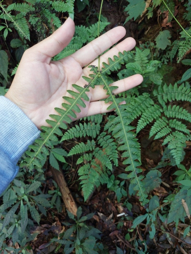 Dicranopteris taiwanensis photo 2
