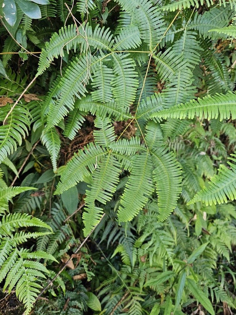 Dicranopteris taiwanensis photo 3