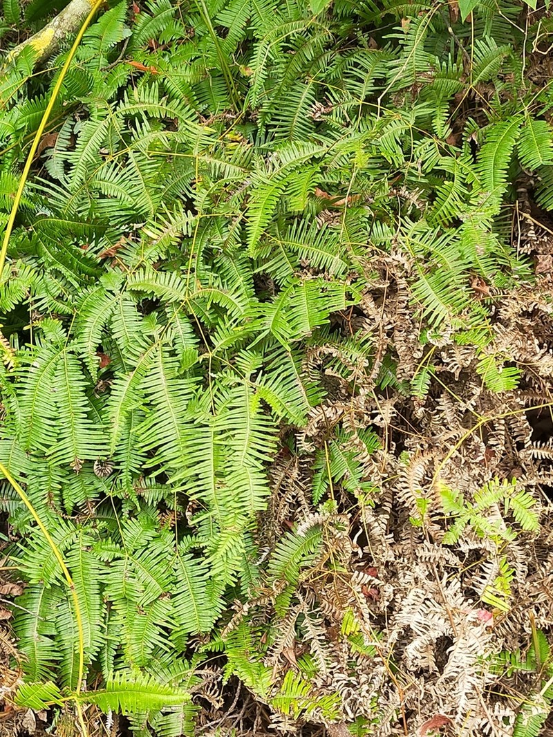 Dicranopteris taiwanensis photo 4