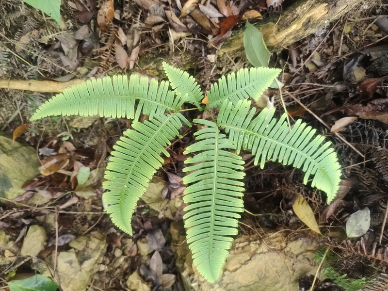Dicranopteris taiwanensis photo 5