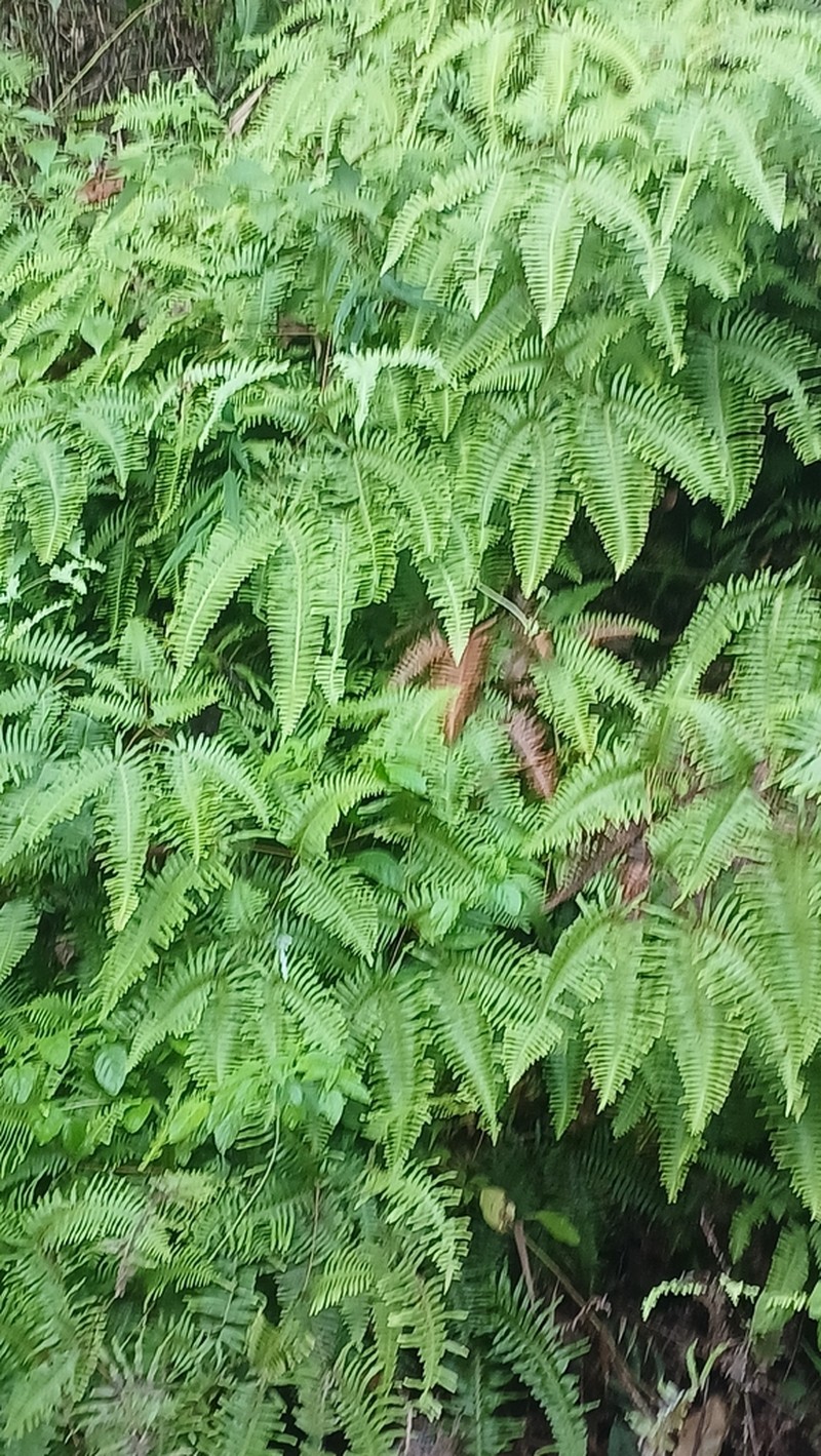 Dicranopteris taiwanensis photo 6