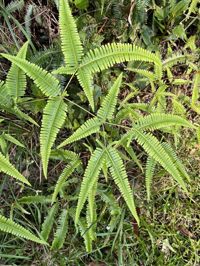 Dicranopteris taiwanensis photo 7