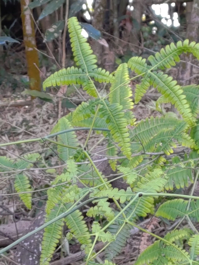 Dicranopteris taiwanensis photo 8