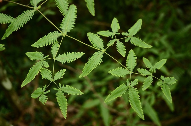 Dicranopteris tetraphylla