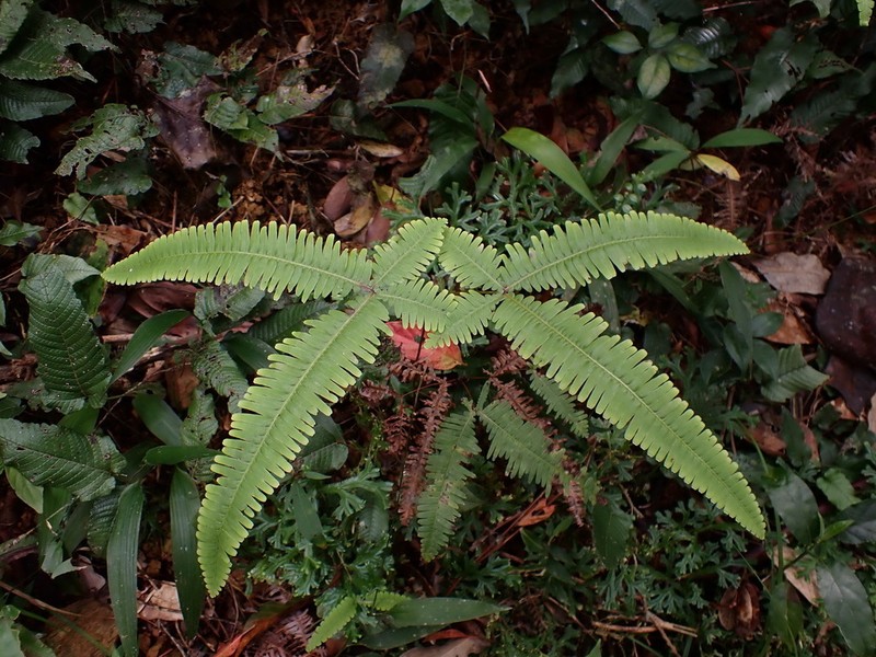 Dicranopteris tetraphylla photo 2