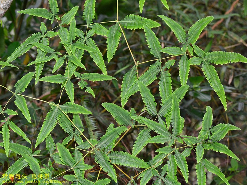 Dicranopteris tetraphylla photo 3