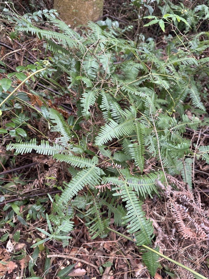 Dicranopteris tetraphylla photo 4