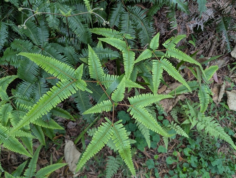 Dicranopteris tetraphylla photo 5