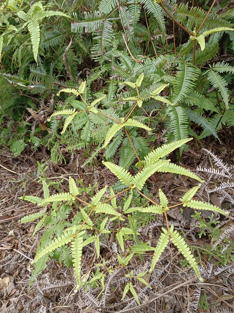 Dicranopteris tetraphylla photo 6