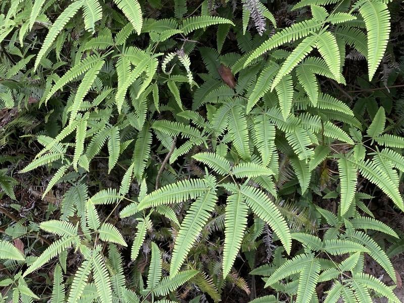 Dicranopteris tetraphylla photo 7