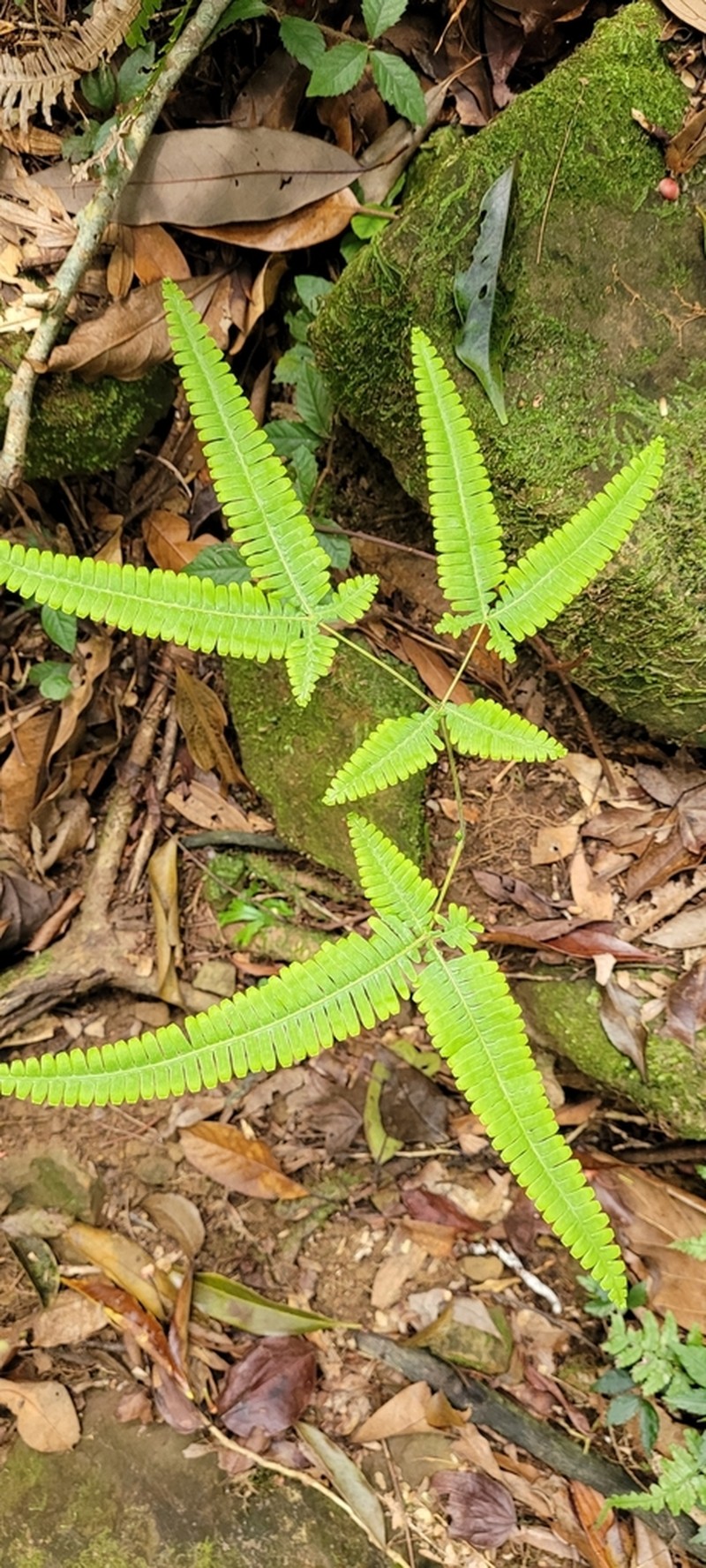 Dicranopteris tetraphylla photo 8