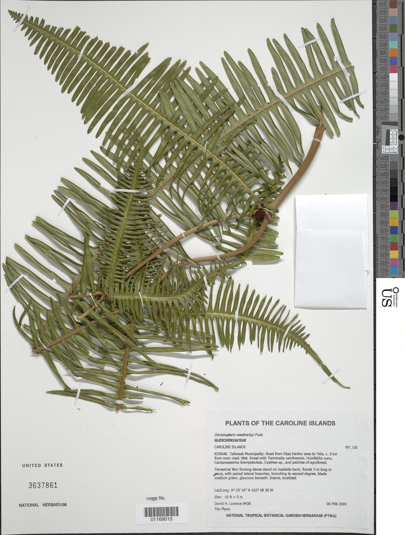 Dicranopteris weatherbyi