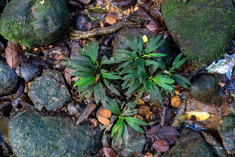 Dicranopygium microbullatum