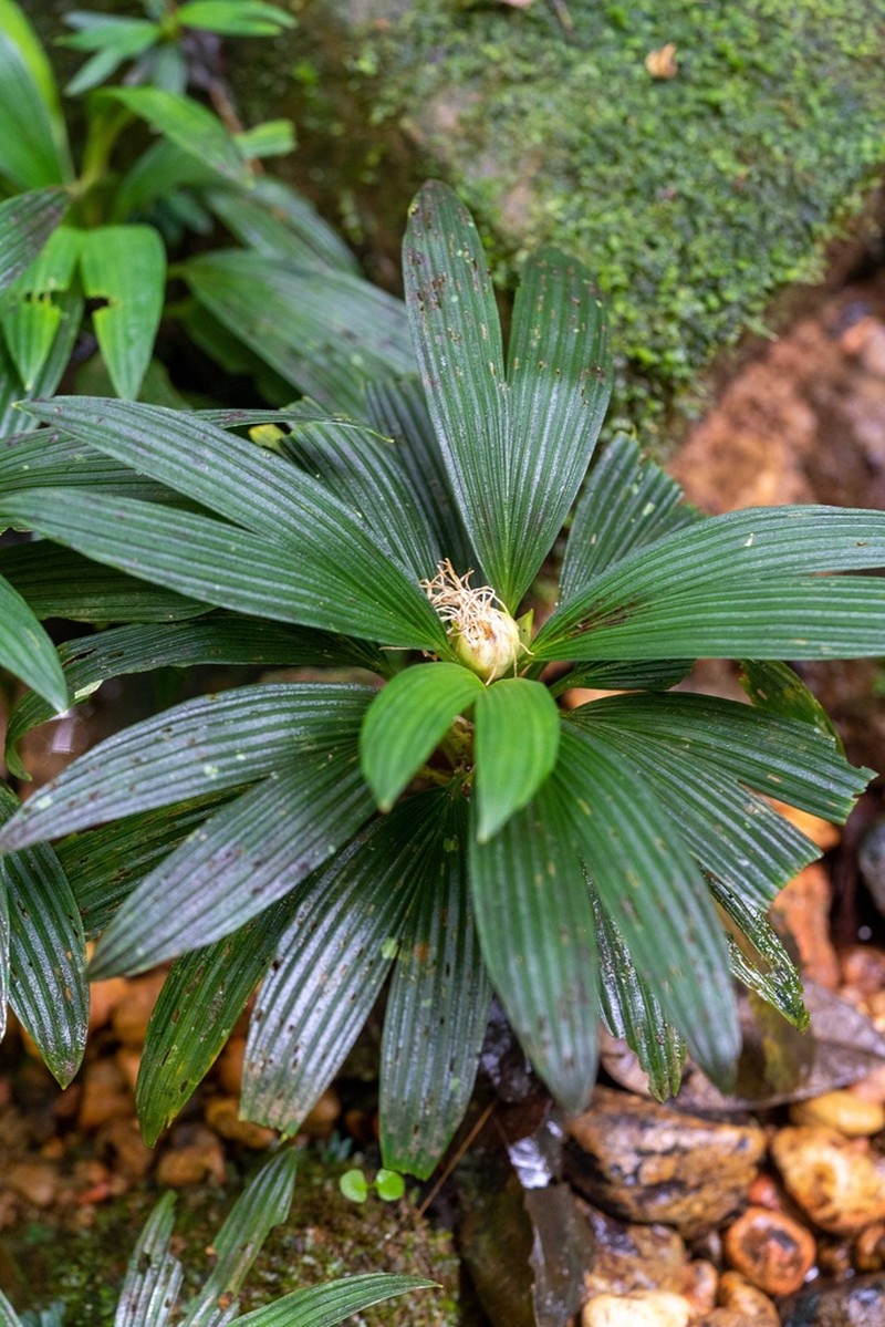 Dicranopygium microbullatum photo 2