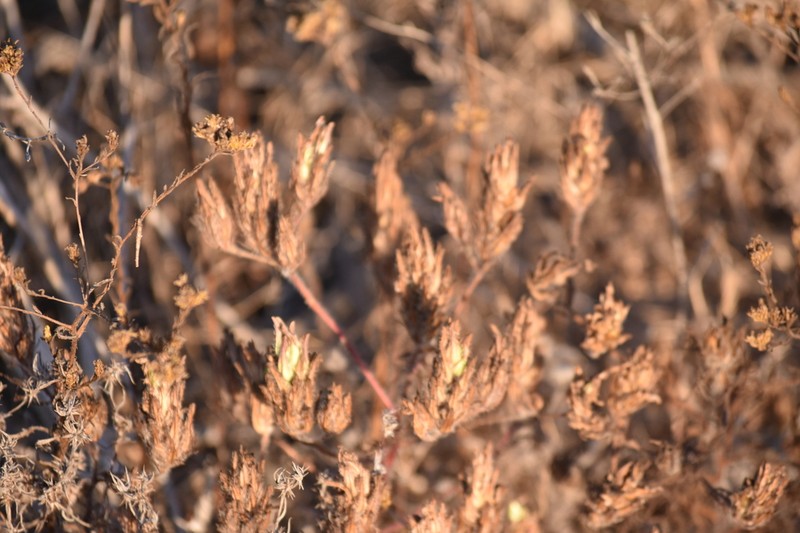 Orcutt's Bird's-Beak photo 2
