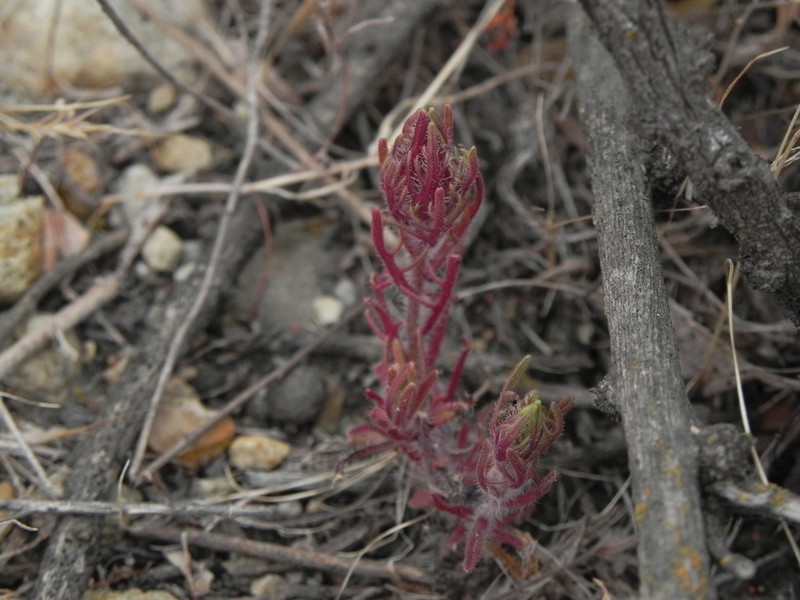 Orcutt's Bird's-Beak photo 5