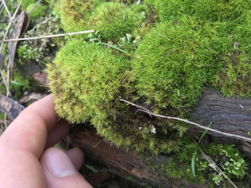 Dicranoweisia Moss